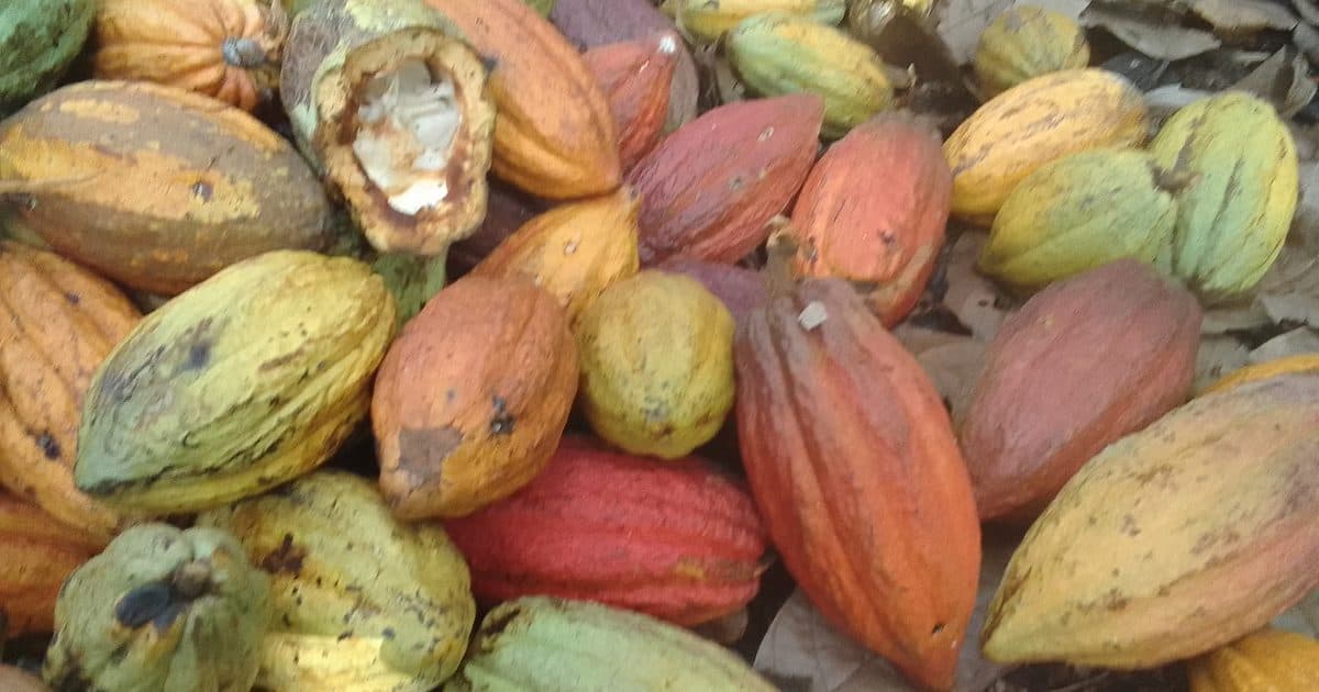 Cabosses de cacao ouvertes