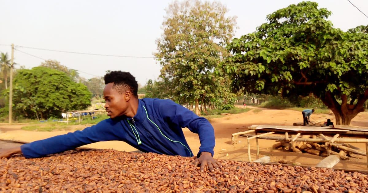 Cocoa beans spread out to dry