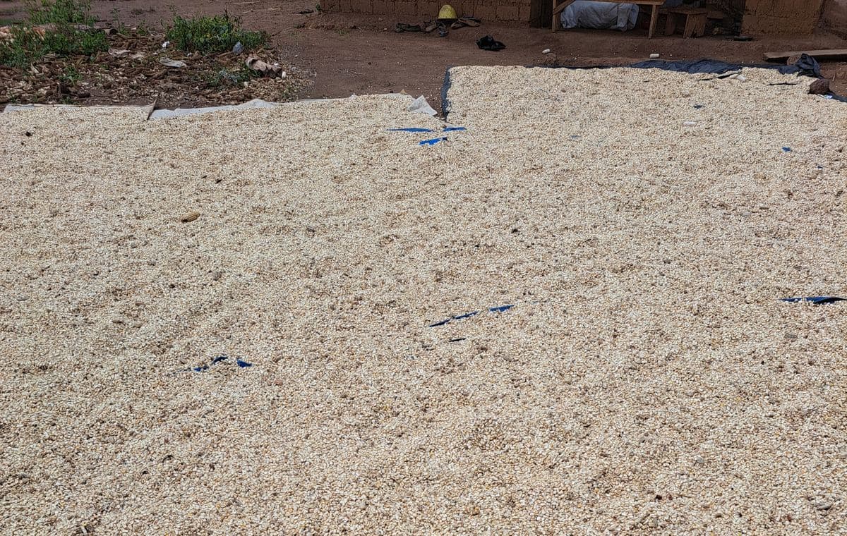 Sesame spread to dry in the sun in Chad