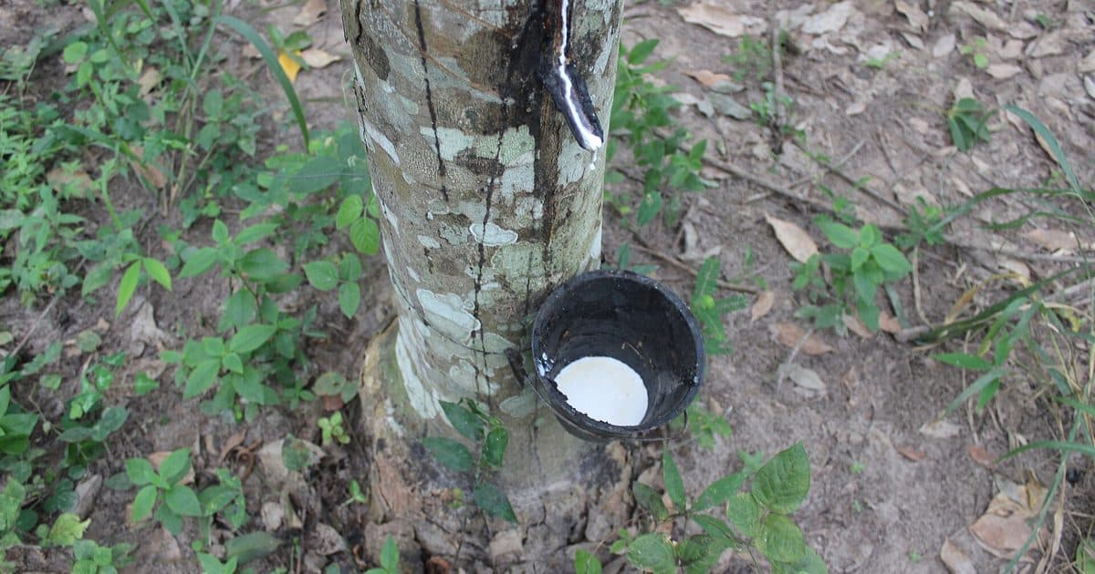 Saignée d'hévéa en Côte d'Ivoire