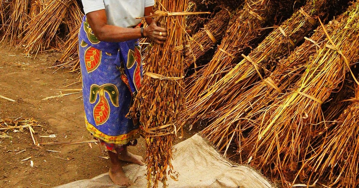 Bottes de sésame rassemblées après la récolte