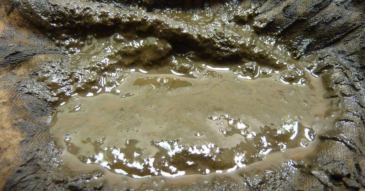 Close-up of microbial sludge grown in contaminated diesel
