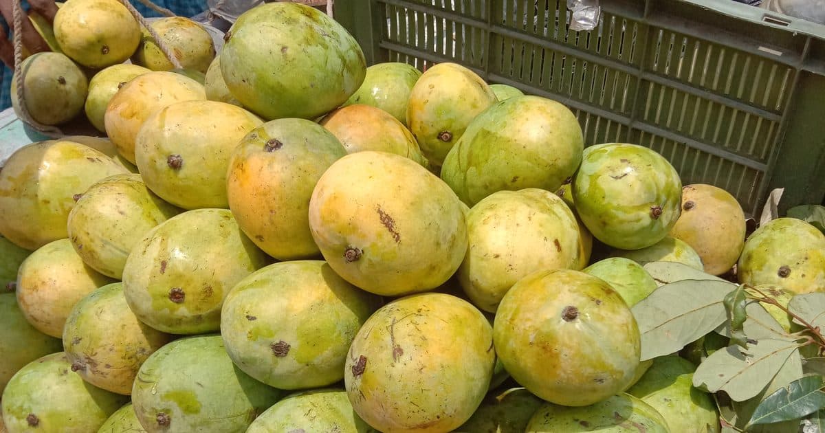 Crates of mangoes at a market