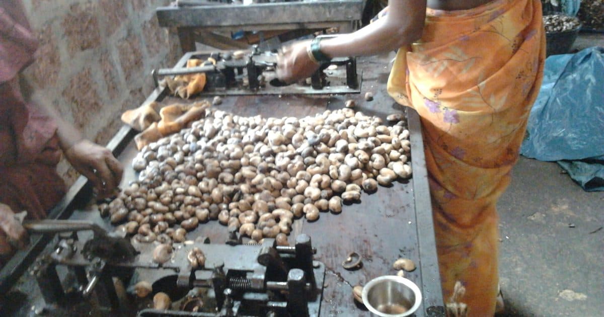 Shelling cashew nuts in a processing plant