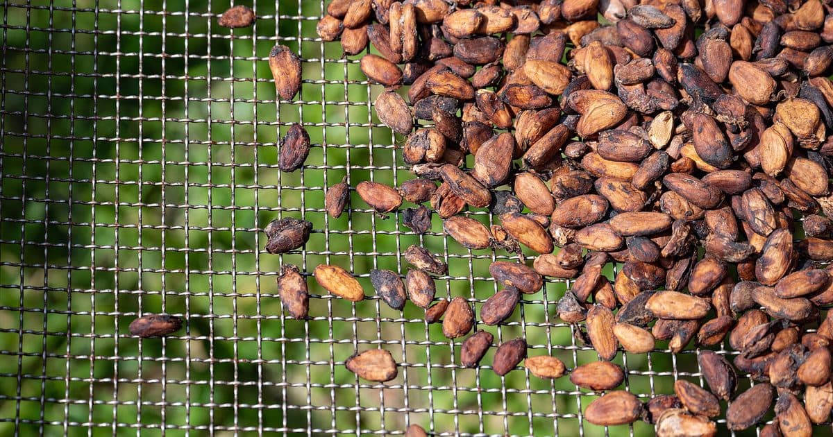 Cocoa beans in Soubré, Côte d'Ivoire