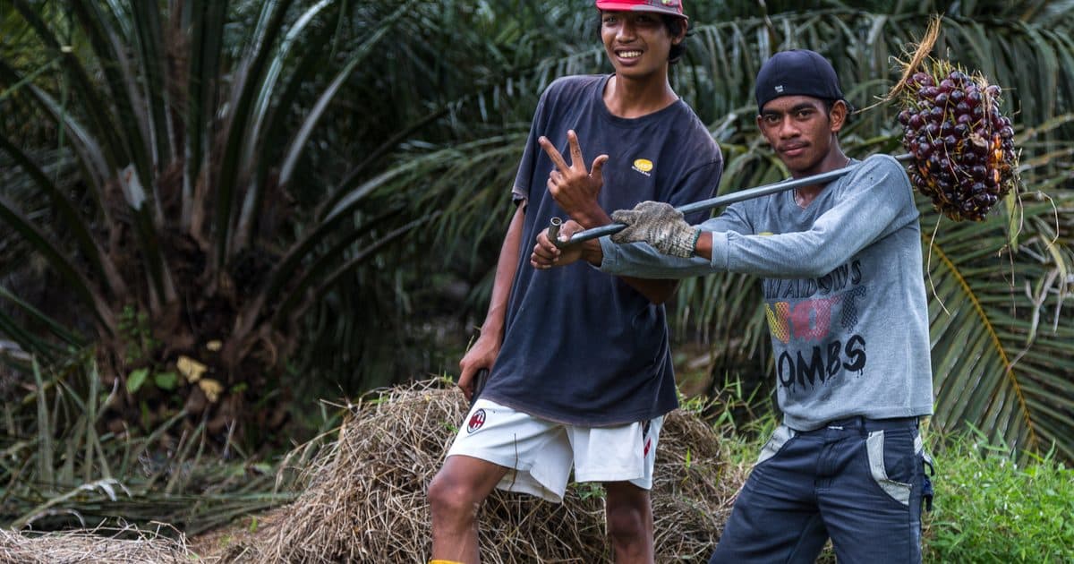 Worker in a plantation