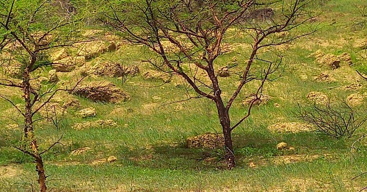 Acacia senegal, l'arbre de la gomme arabique