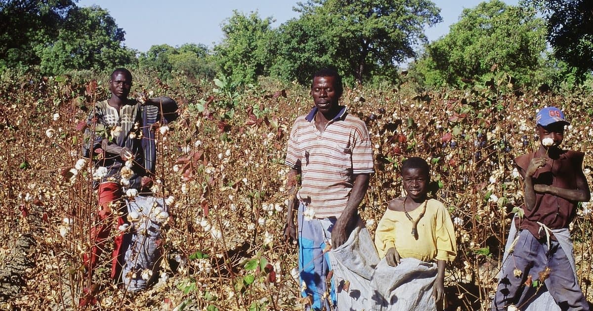 Family working in a cotton field in Mali