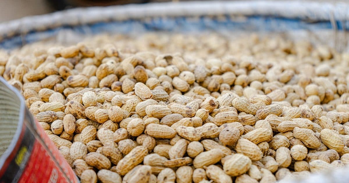 Arachides en coque au Sénégal