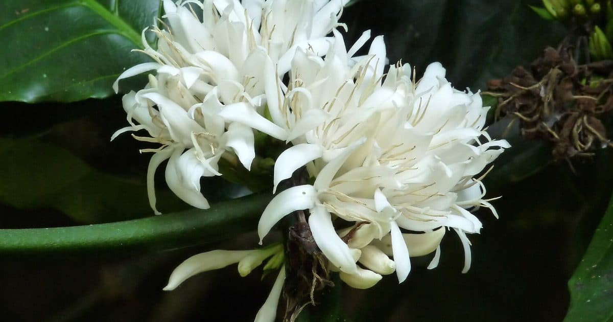 Cerises de café robusta sur la branche