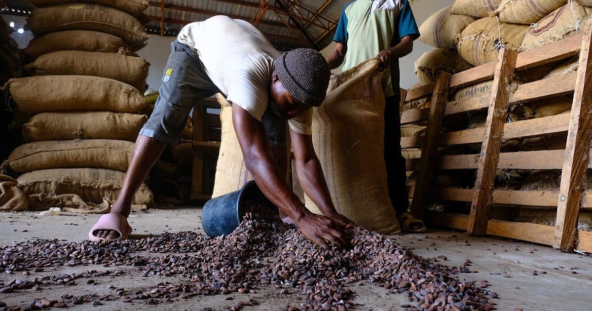 Bagging cocoa beans in a warehouse