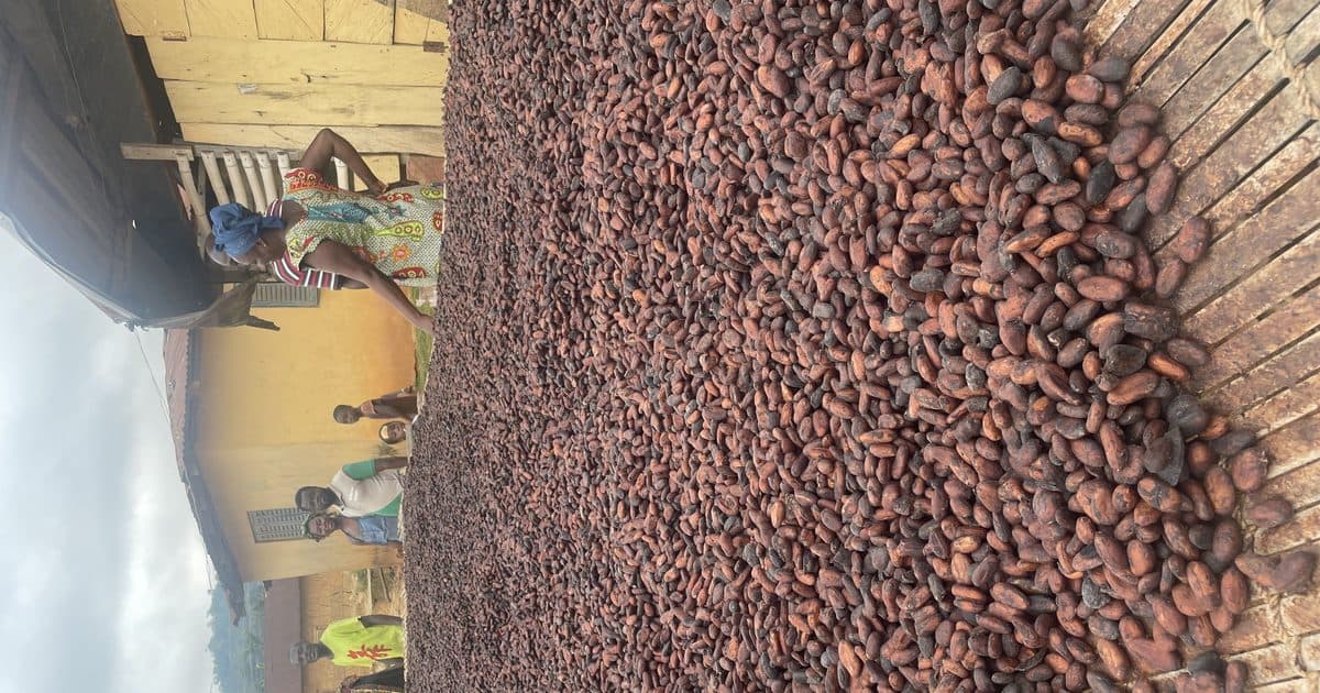 Cocoa beans drying